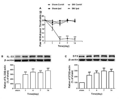 Reduction of Silent Information Regulator 1 Activates Interleukin-33/ST2 Signaling and Contributes to Neuropathic Pain Induced by Spared Nerve Injury in Rats